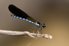 Rhinocypha frontalis