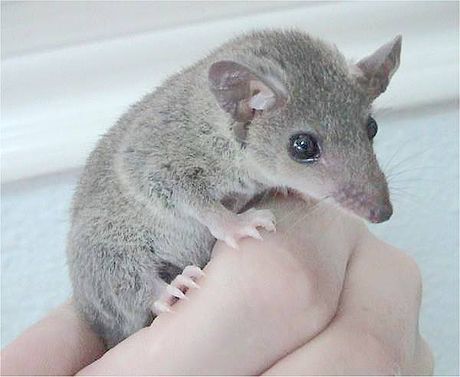 Grey Short-tailed Opossum