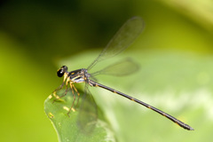 Celebargiolestes cinctus