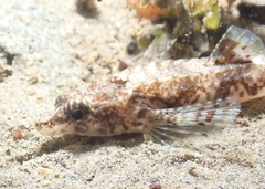 Odontopyxis trispinosa