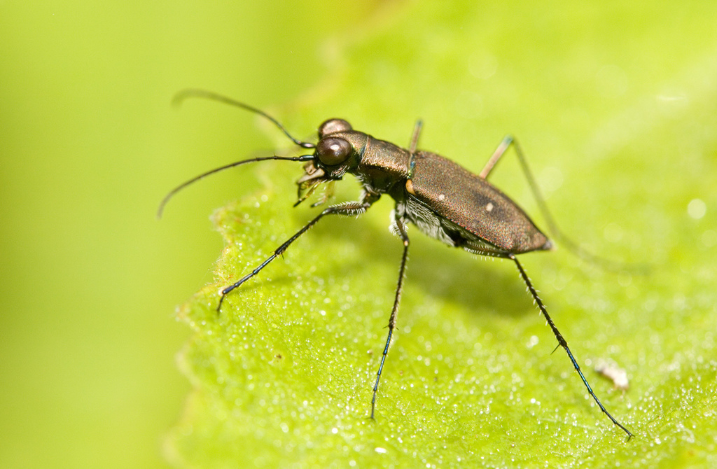 Cylindera discreta