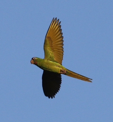 Psittacara mitratus
