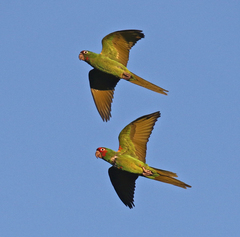 Psittacara mitratus