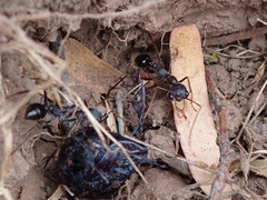Myrmecia forceps