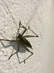 Orthoptera