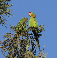 Psittacara mitratus