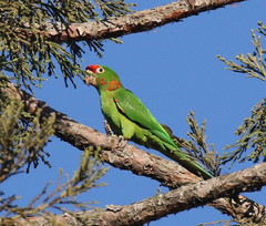 Psittacara mitratus