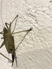 Orthoptera