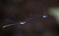 Nososticta flavipennis