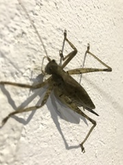 Orthoptera