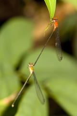 Pseudagrion ustum