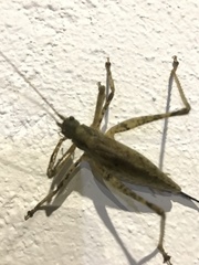 Orthoptera