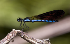 Rhinocypha frontalis