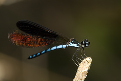 Rhinocypha frontalis