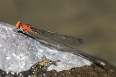 Pseudagrion ustum