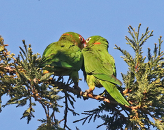 Psittacara mitratus