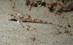 Odontopyxis trispinosa