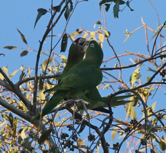 Psittacara mitratus