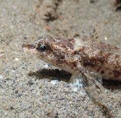 Odontopyxis trispinosa