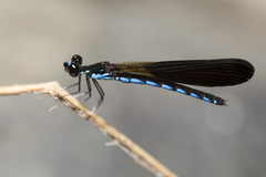 Rhinocypha frontalis