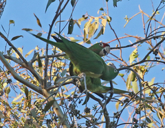 Psittacara mitratus