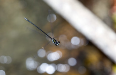 Nososticta flavipennis