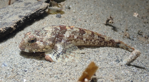 Padded Sculpin