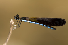 Rhinocypha frontalis