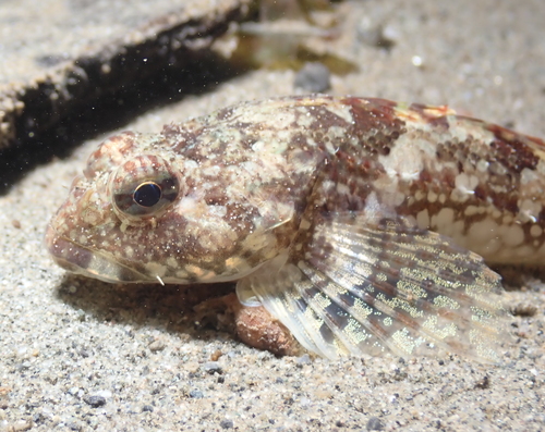 Padded Sculpin