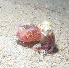 Rossia pacifica