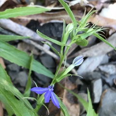 Palmerella debilis serrata