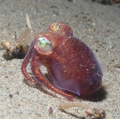 Rossia pacifica