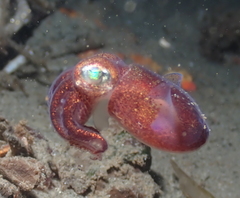 Rossia pacifica