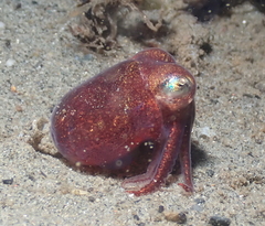 Rossia pacifica