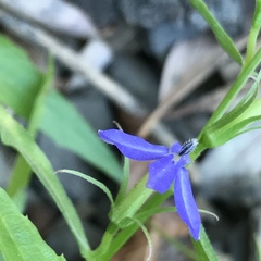 Palmerella debilis serrata