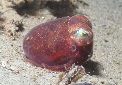 Rossia pacifica