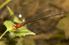 Pseudagrion ustum