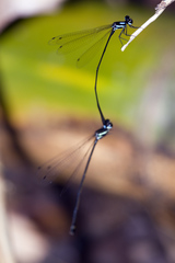 Nososticta flavipennis