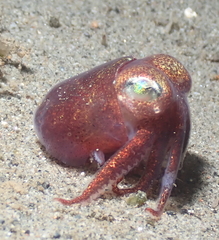 Rossia pacifica