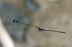 Nososticta flavipennis