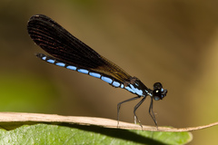 Rhinocypha frontalis