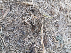 Euoniticellus intermedius