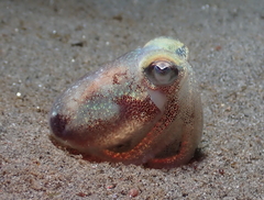 Rossia pacifica