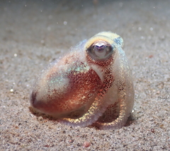Rossia pacifica