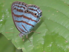 Cepheuptychia cephus