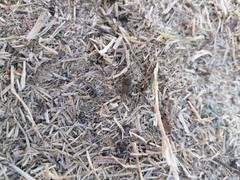 Euoniticellus intermedius