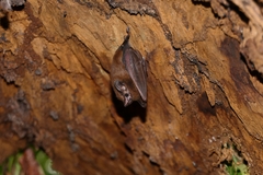 Peropteryx