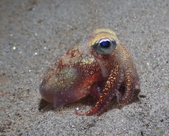 Rossia pacifica