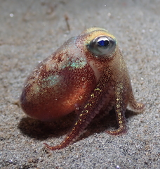 Rossia pacifica