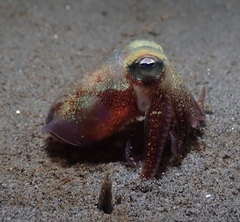 Rossia pacifica